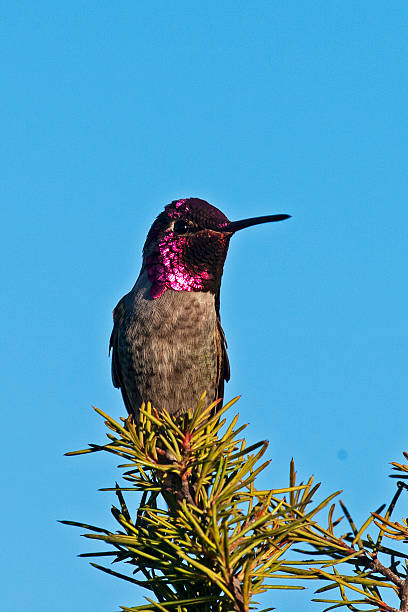Anna's Hummingbird stock photo