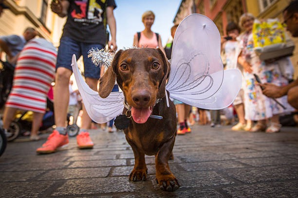 Annual 22nd Dachshund Parade on the Main Market Square. stock photo