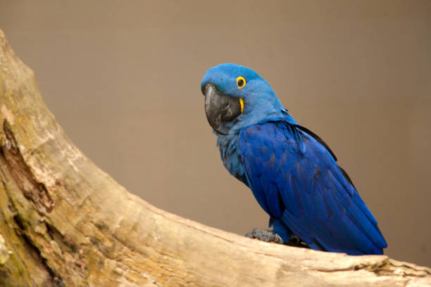 Anodorhynchus leari - Lears macaw stock photo