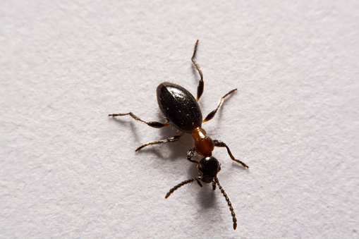 Ant として知られている赤い木蟻南木蟻や馬蟻北方メンバーである白の背景に写真アリ アリのストックフォトや画像を多数ご用意 Istock