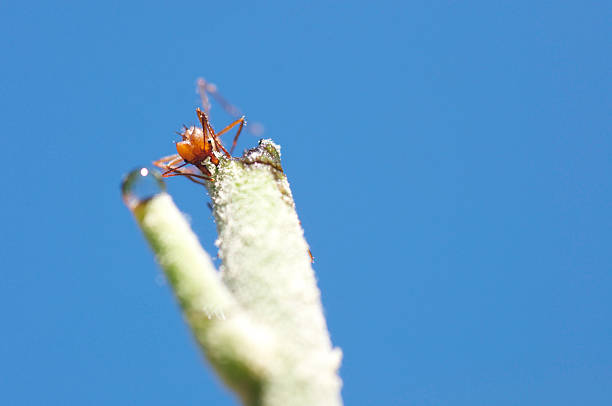 Ant eating stock photo