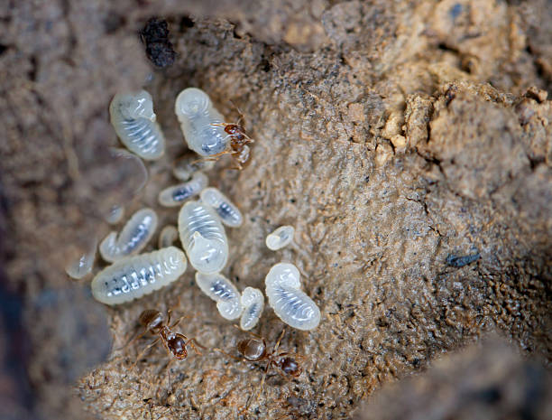Ant Larvae stock photo