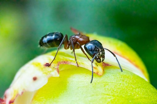 Ant on unopened Peony flower, close-up macro.