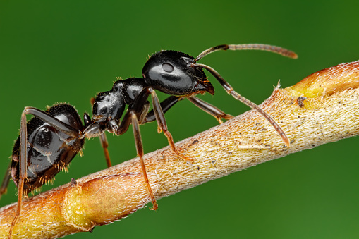 How to get rid of sugar ants