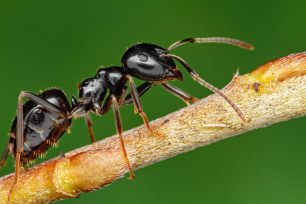 Ant on tree branch macro Ant on green background arthropod stock pictures, royalty-free photos & images