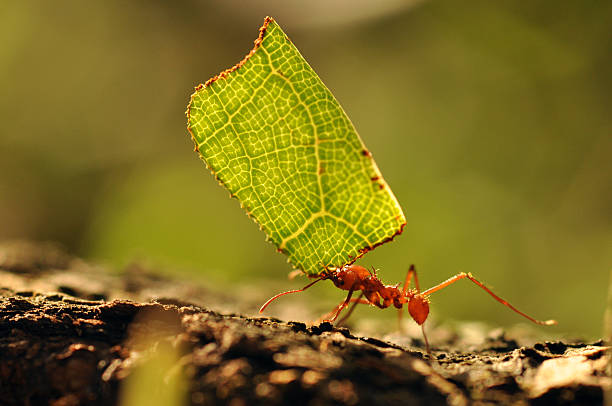 ant stock photo