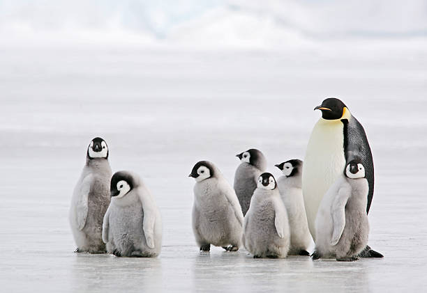 Antarctic Babysitter  penguin photos stock pictures, royalty-free photos & images