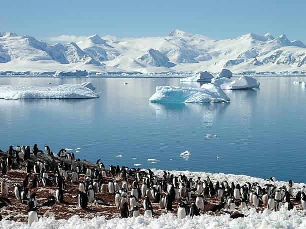 Antarctic penguin group Antarctic penguin group adelie penguin photos stock pictures, royalty-free photos & images