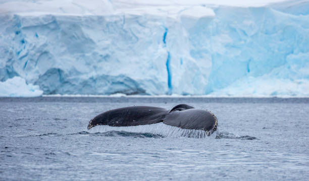 Antarctica: Humpback Whale stock photo