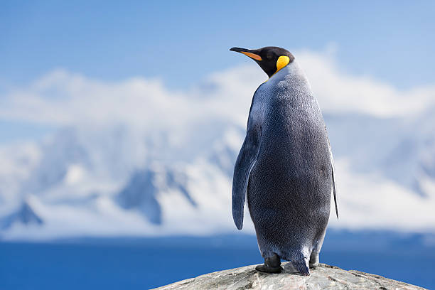 antarktis königspinguin head - penguin stock-fotos und bilder