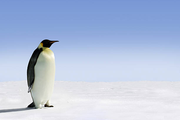 Antarctica stock photo