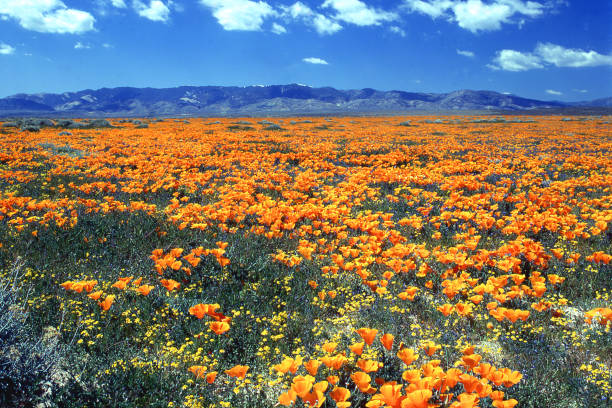 Antelope Valley California Poppy Reserve State Natural Reserve west of Lancaster California stock photo