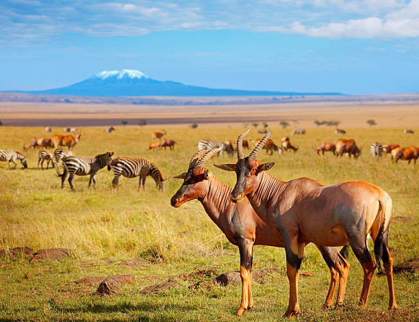 Antelopes and zebras in Kenya Grazing antelopes, zebras and Mount Kilimanjaro in Amboseli National Park, Kenya antelope stock pictures, royalty-free photos & images