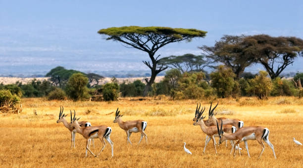 Antelopes Group stock photo