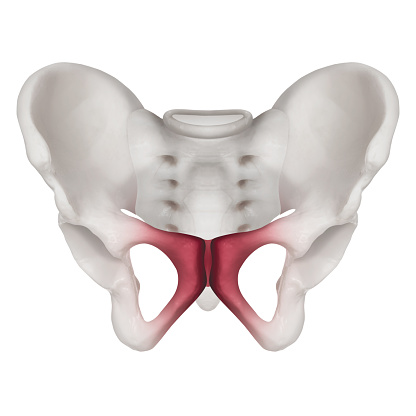 Anterior View Of Human Pelvis Bone With Red Highlight On Pubic