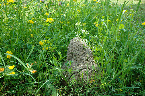 Anthill in the meadow grass