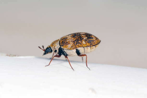 Anthrenus a beetles of the family Dermestidae the skin beetle the home and storage pest. The larva of this beetle is a pest in skin products. stock photo