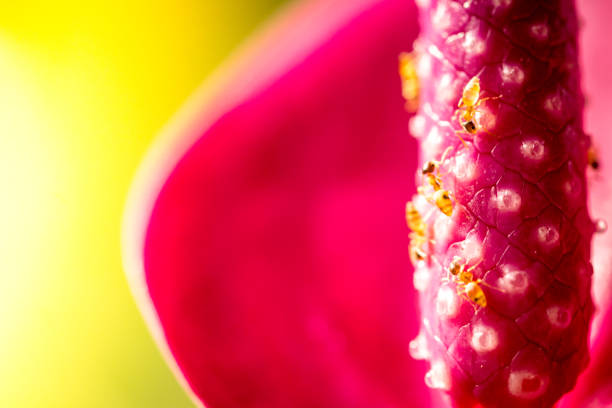 Anthurium flower close up Anthurium flower with ant, macro anthurium insects stock pictures, royalty-free photos & images