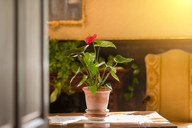 Anthurium flower pot on an old table in sunlight stock photo