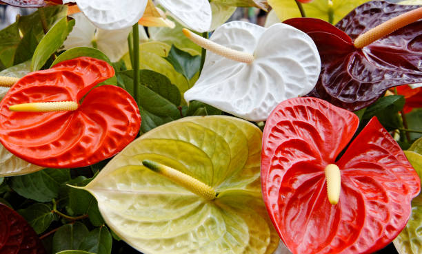 Anthurium flowers Close-up of multicolored anthurium flowers. anthurium white stock pictures, royalty-free photos & images