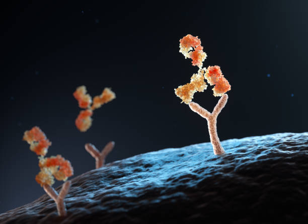 Antibody binding to human cell receptors stock photo