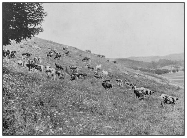 antyczne czarno-białe zdjęcie: bydło żerujące na zboczu wzgórza - animal photography stock illustrations