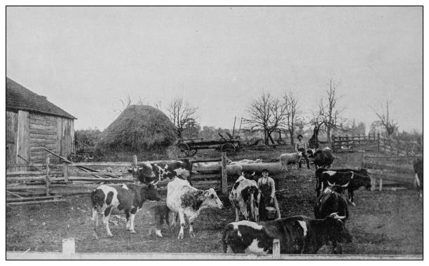 ilustraciones, imágenes clip art, dibujos animados e iconos de stock de foto antigua en blanco y negro: dairy farm, willowdale, pensilvania - animal photography