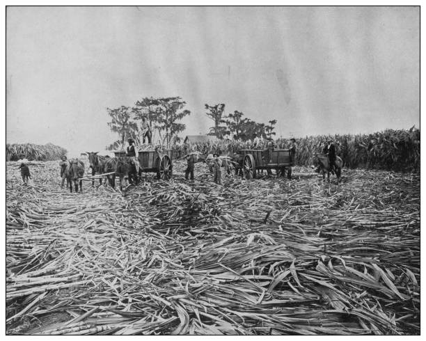 H153 Antique Linen Postcard Cutting Sugar Cane Louisiana Black workers 