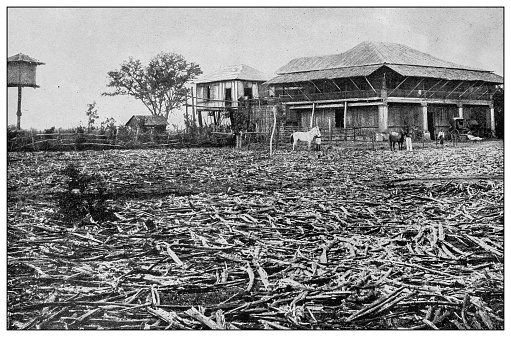 Antique black and white photograph of people from islands in the Caribbean and in the Pacific Ocean; Cuba, Hawaii, Philippines and others: Drying sugar cane stalks for fuel, Philippines