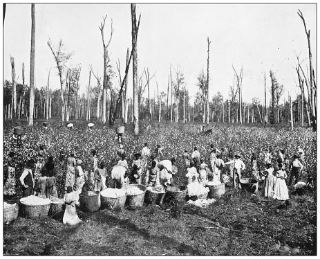Antique black and white photograph of American landmarks: Cotton Picking in Mississippi