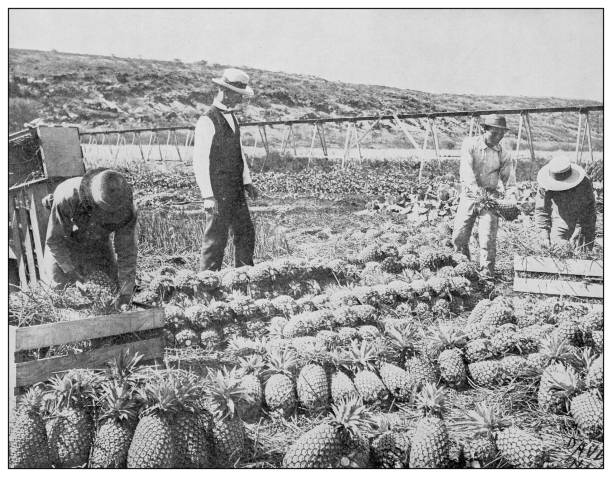 Antique black and white photograph: Pineapple farm near Pearl City, Hawaii vector art illustration