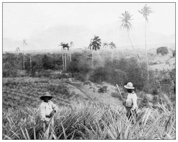 antike schwarz-weiß-fotografie: ananasplantage, santa fe, isla de la juventud - pineapple plantation stock-grafiken, -clipart, -cartoons und -symbole