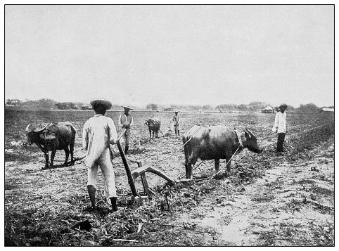Antique black and white photograph of people from islands in the Caribbean and in the Pacific Ocean; Cuba, Hawaii, Philippines and others: Ploughing field for sugar cane, Luzon, Philippines