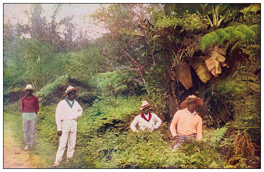 Antique color photograph: Native coffee pickers of Hawaii