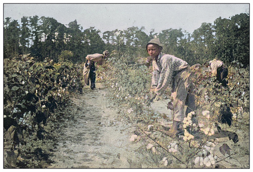 Antique colorized photo of the United States: Picking cotton