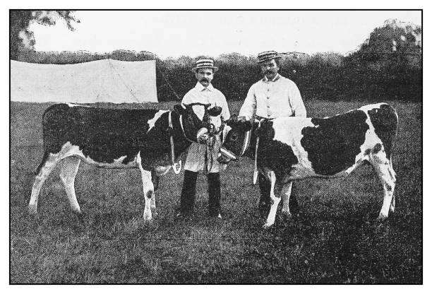 Antique photo: Guernsey Calves Antique photo: Guernsey Calves cow photos stock illustrations
