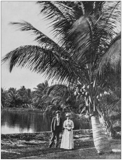 Antique photograph of America's famous landscapes: Coconut grove, Lake Worth, Florida Antique photograph of America's famous landscapes: Coconut grove, Lake Worth, Florida grove photos stock illustrations