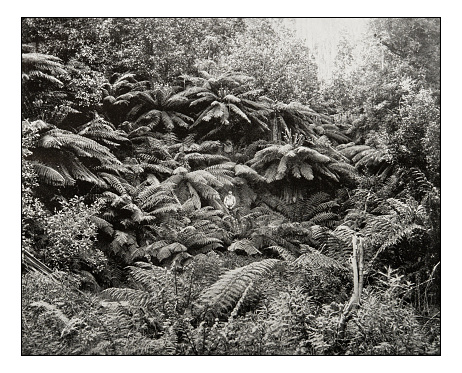Antique photograph of Fern-tree valley under Mount Wellington