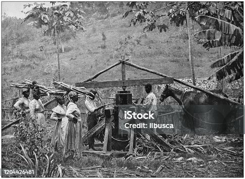 istock Antique photograph of the British Empire: Sugar cane mill, Jamaica 1204426481