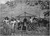 istock Antique photograph of the British Empire: Sugar cane mill, Jamaica 1204426481