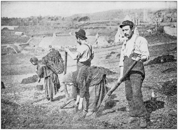 Antique photograph: Planting Potatoes in Skye Antique photograph: Planting Potatoes in Skye italy photos stock illustrations
