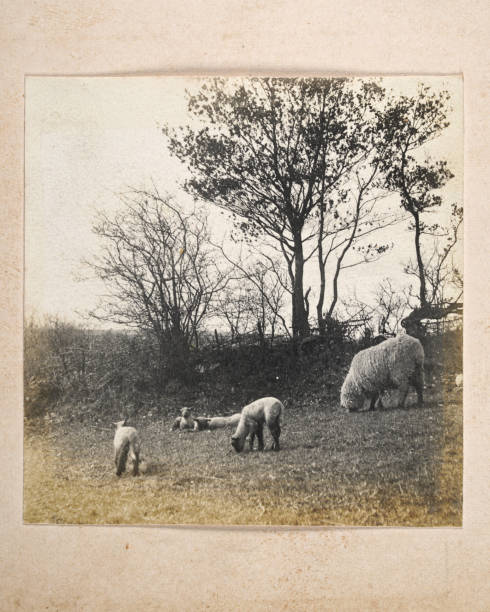 Antique photograph, Sheep and lambs grazing in a field, Victorian 19th Century stock photo