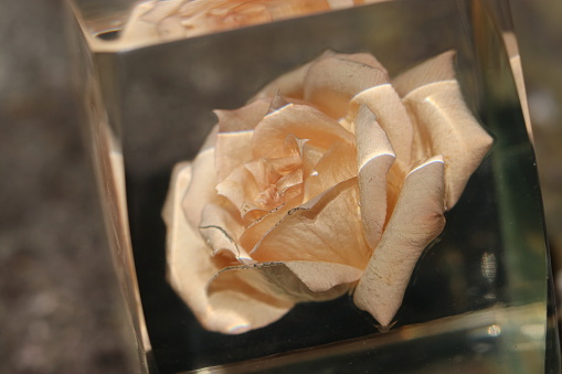 DIY Dry Rose jewellery/decoration