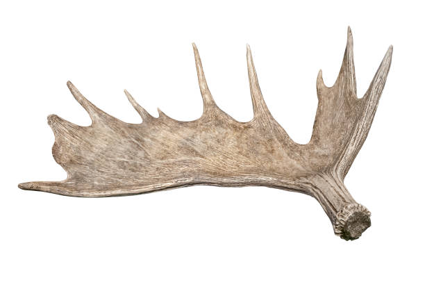 Antler horn of a moose. stock photo