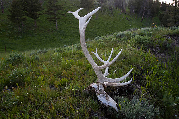 Antlers in Montana stock photo