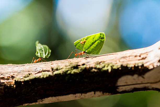 hormigas están realizando en hojas de naturaleza - hormiga fotografías e imágenes de stock