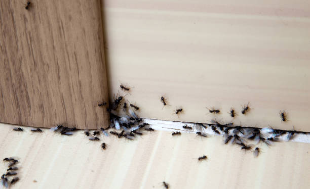 Ants in the house Ants in the house on the baseboards and wall angle insect stock pictures, royalty-free photos & images