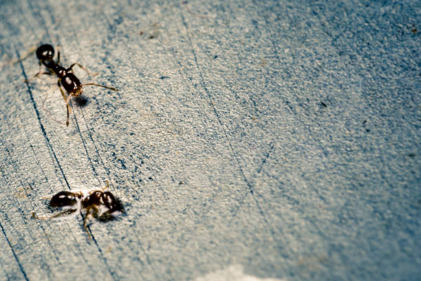 Ants stock photo
