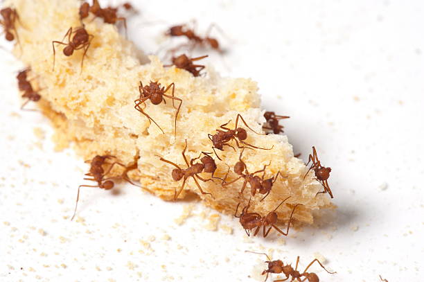 57 Ants Attacking And Eating Other Small Insects Stock Photos, Pictures & Royalty-Free Images - iStock