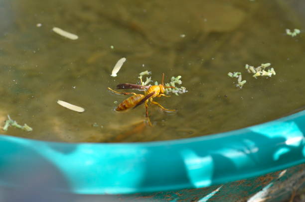 Apache wasp stock photo